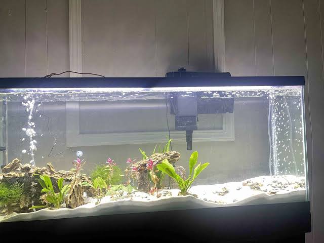 Aquarium setup